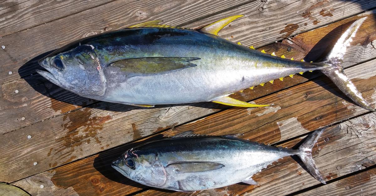 Pictures of Yellowfin Tuna