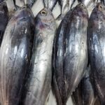 Pictures of Skipjack Tuna