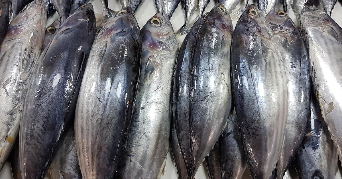 Pictures of Skipjack Tuna