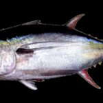 Pictures of Tuna