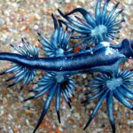 Pictures of Blue Dragon Sea Slug