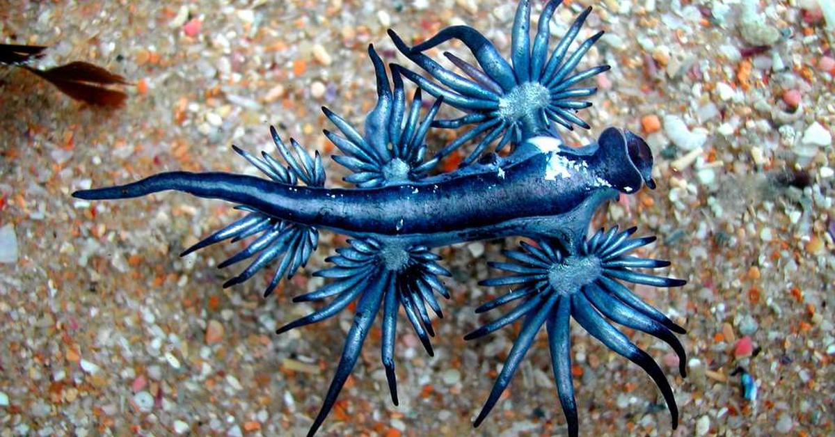 Pictures of Blue Dragon Sea Slug