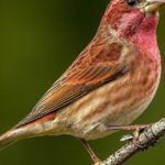 Pictures of Purple Finch