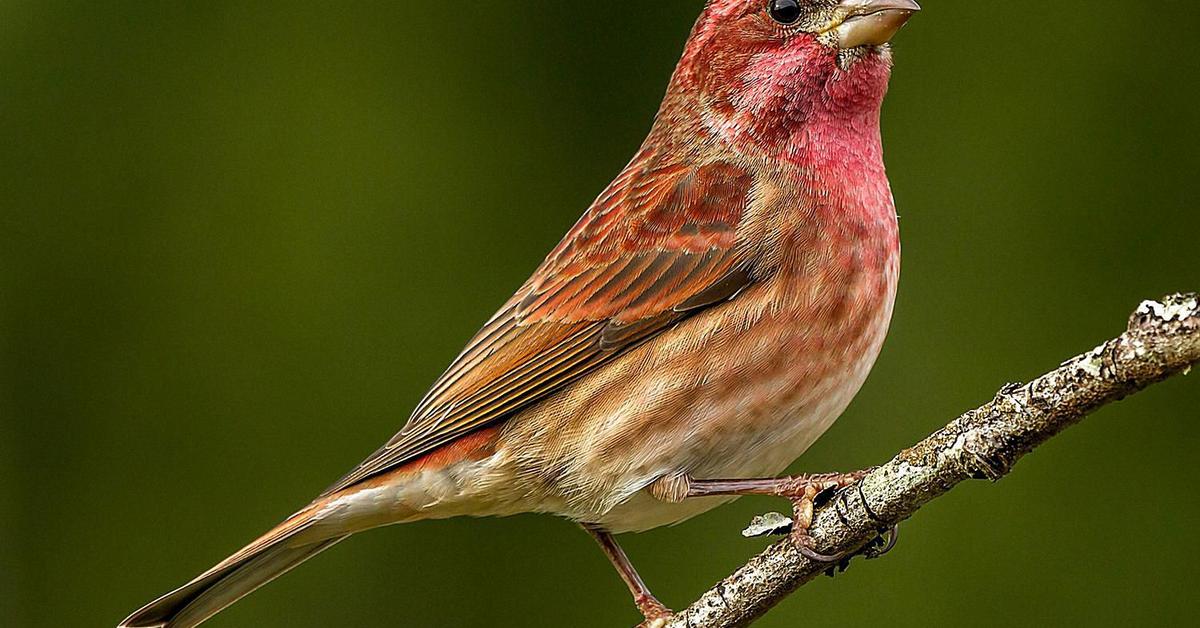 Pictures of Purple Finch