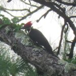 Pictures of Pileated Woodpecker