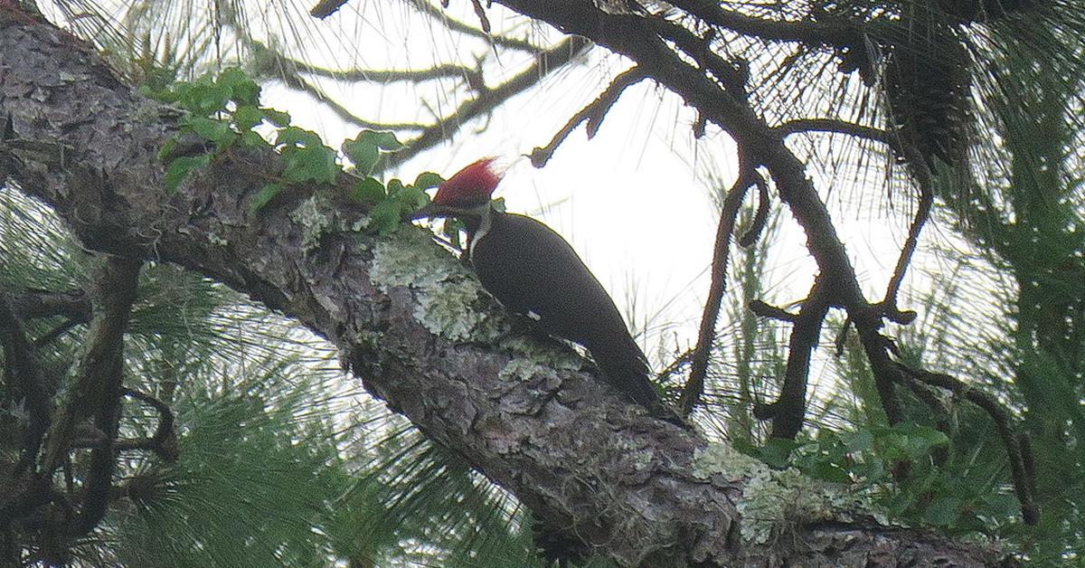 Pictures of Pileated Woodpecker