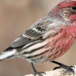 Pictures of House Finch