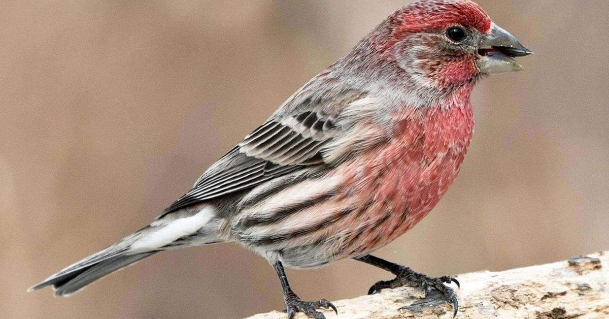 Pictures of House Finch