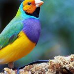 Pictures of Gouldian Finch