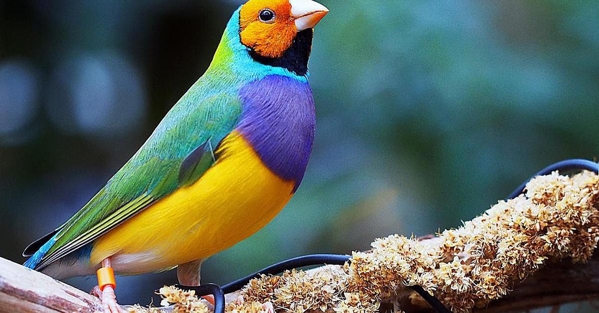 Pictures of Gouldian Finch