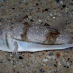 Pictures of Toadfish