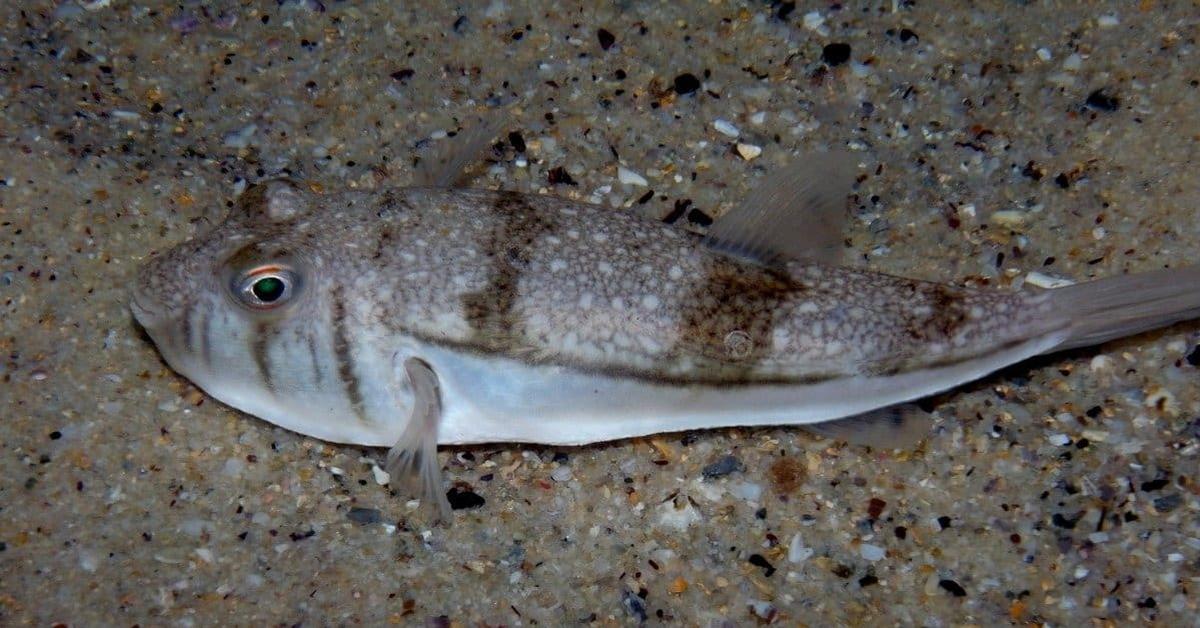 Pictures of Toadfish