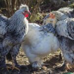 Pictures of Brahma Chicken