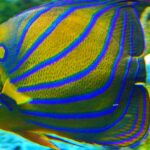 Pictures of Angelfish