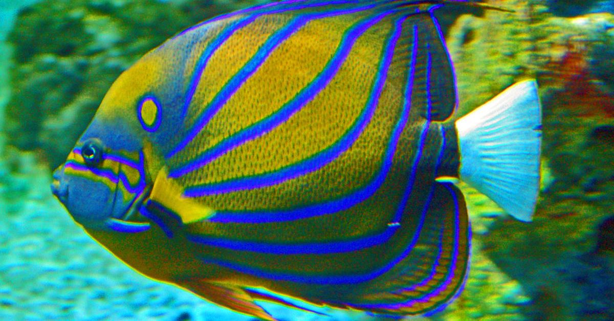 Pictures of Angelfish