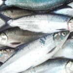 Pictures of Milkfish