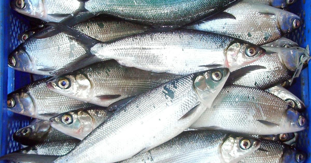 Pictures of Milkfish