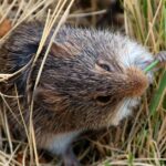 Pictures of Hamster