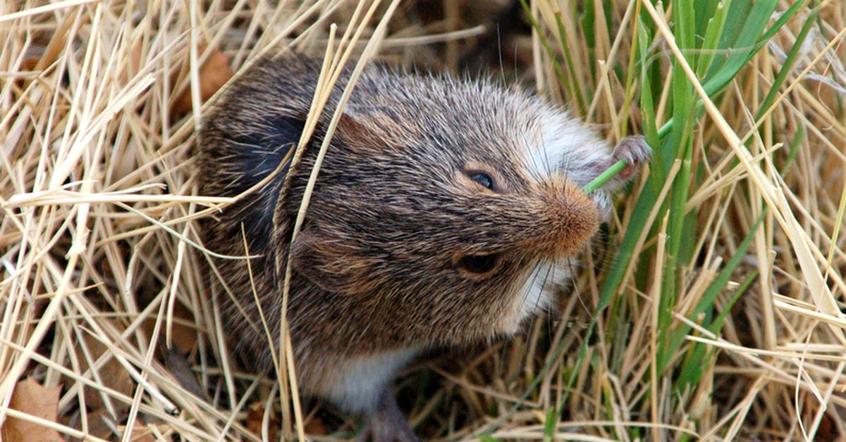 Pictures of Hamster