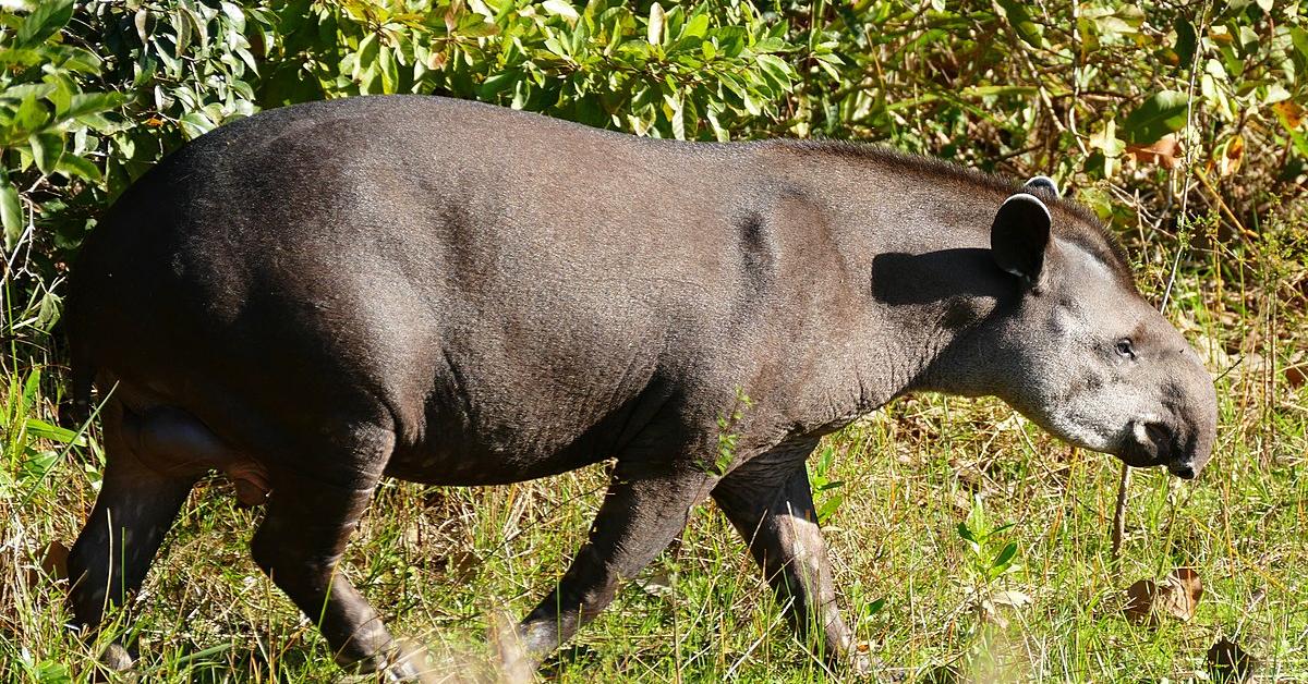 Pictures of Tapir