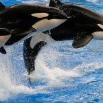 Pictures of Killer Whale