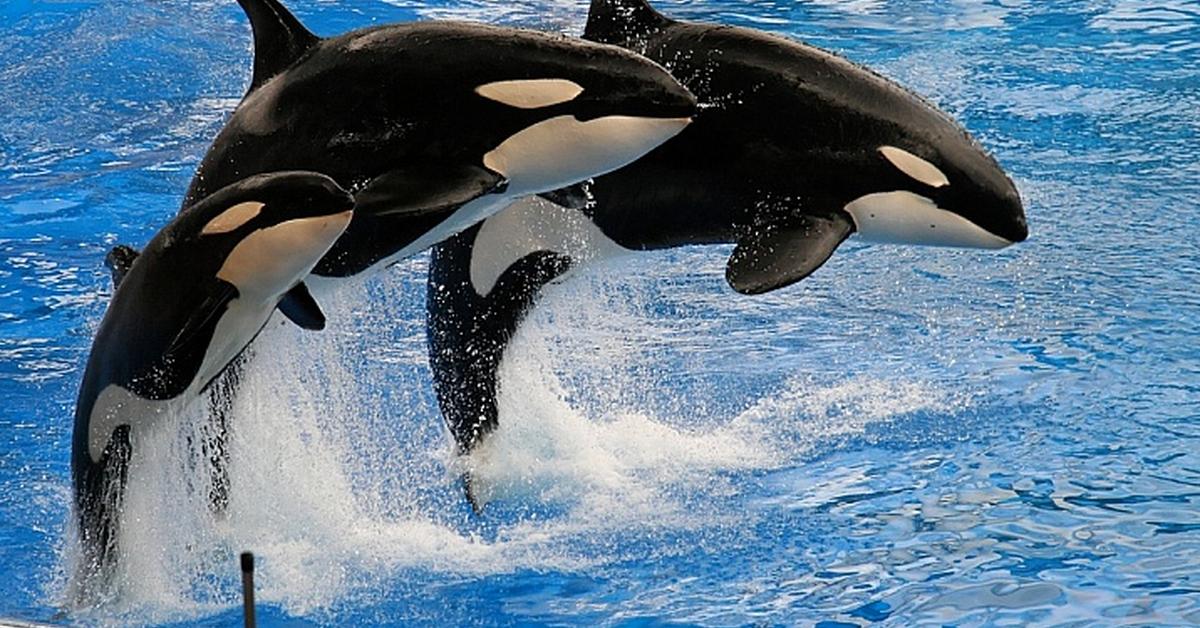 Pictures of Killer Whale