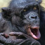 Pictures of Bonobo