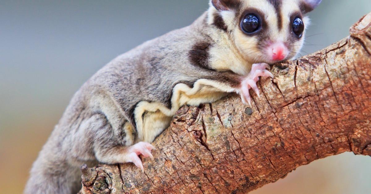 Pictures of Sugar Glider