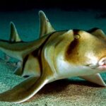 Pictures of Horn Shark