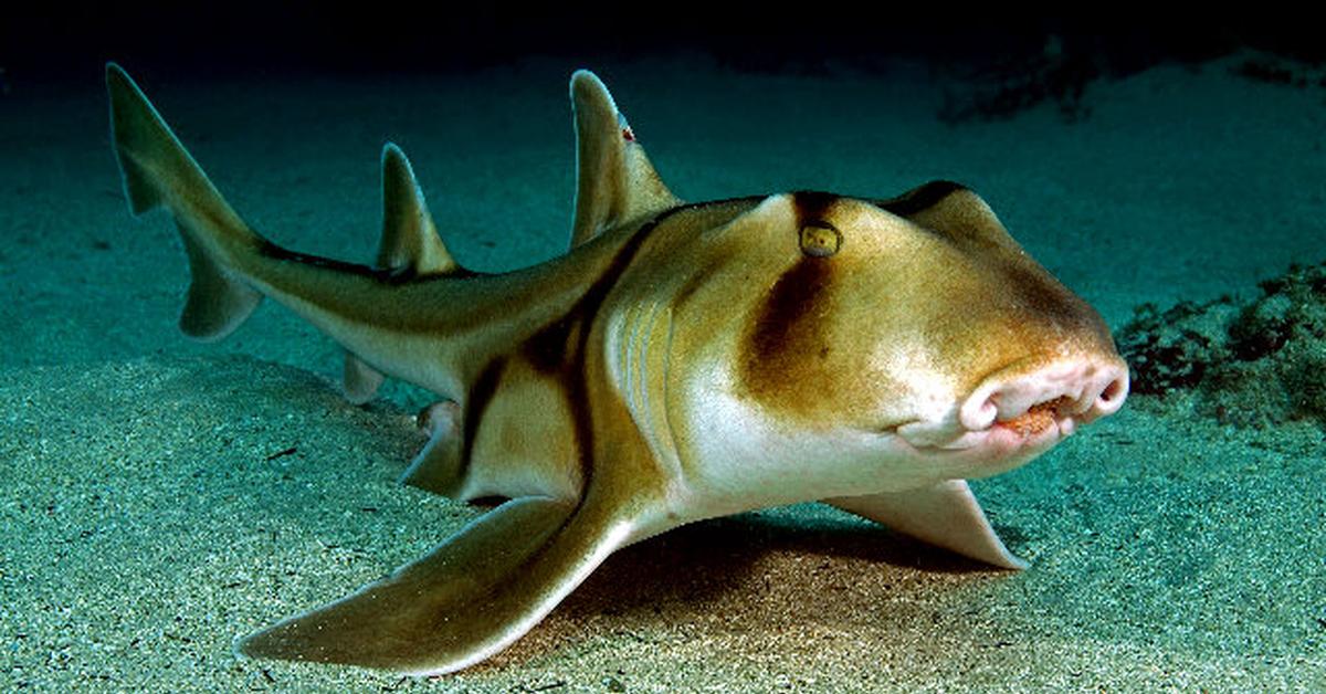 Pictures of Horn Shark