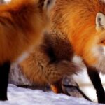 Pictures of Red Fox