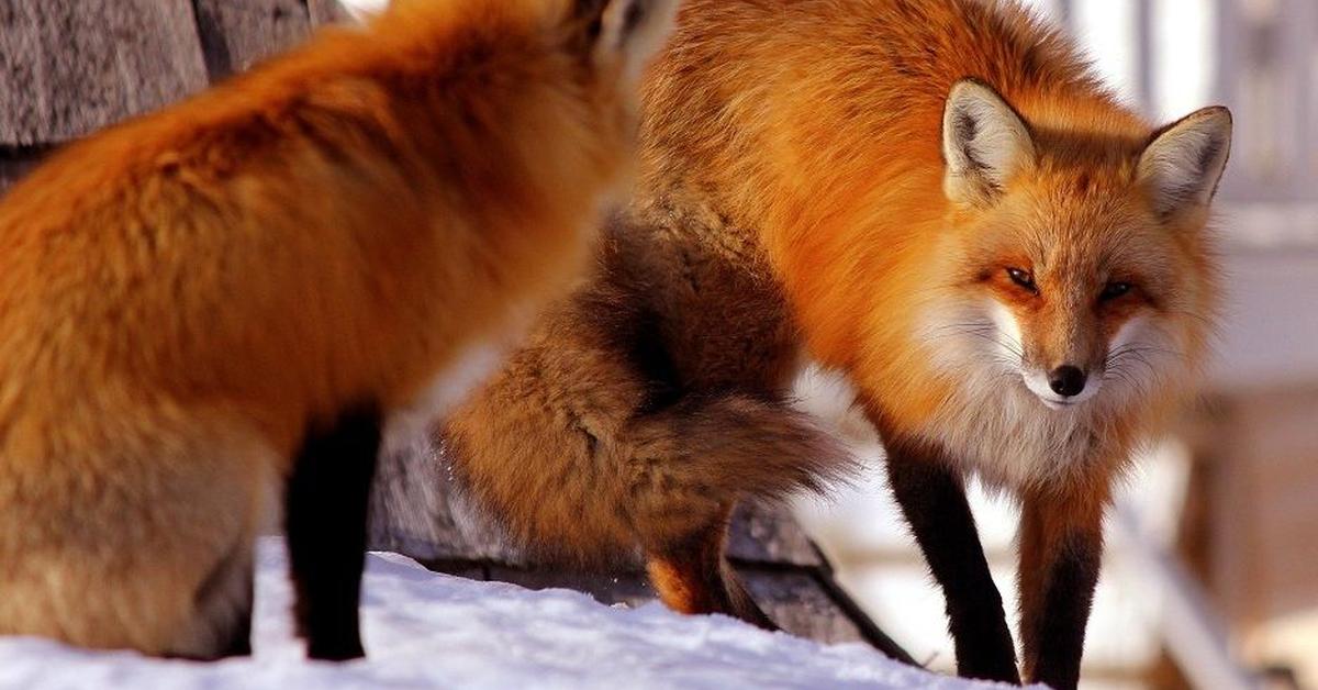 Pictures of Red Fox