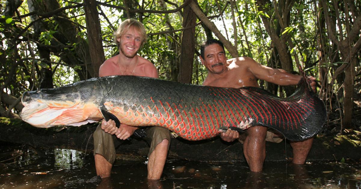 Pictures of Arapaima