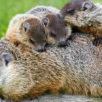 Pictures of Marmot