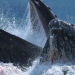 Pictures of Humpback Whale