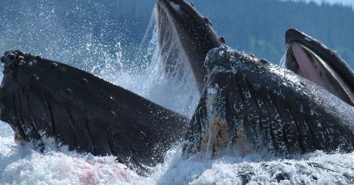 Pictures of Humpback Whale