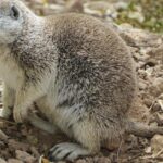 Pictures of Ground Squirrel