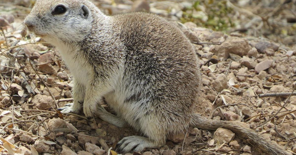 Pictures of Ground Squirrel