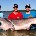 Pictures of Paddlefish