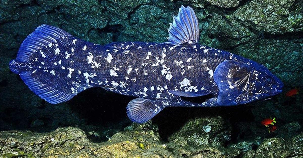 Pictures of Coelacanth