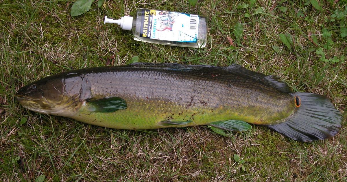 Pictures of Bowfin