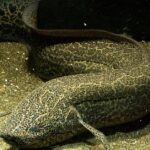 Pictures of Lungfish