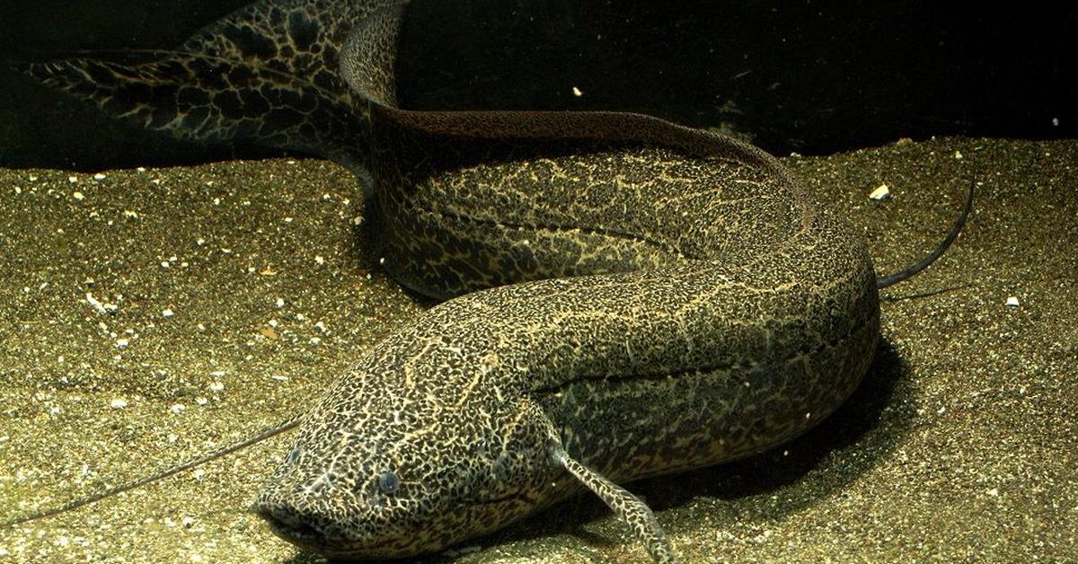 Pictures of Lungfish