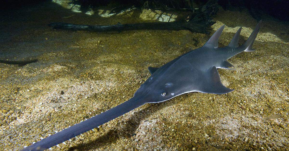 Pictures of Sawfish