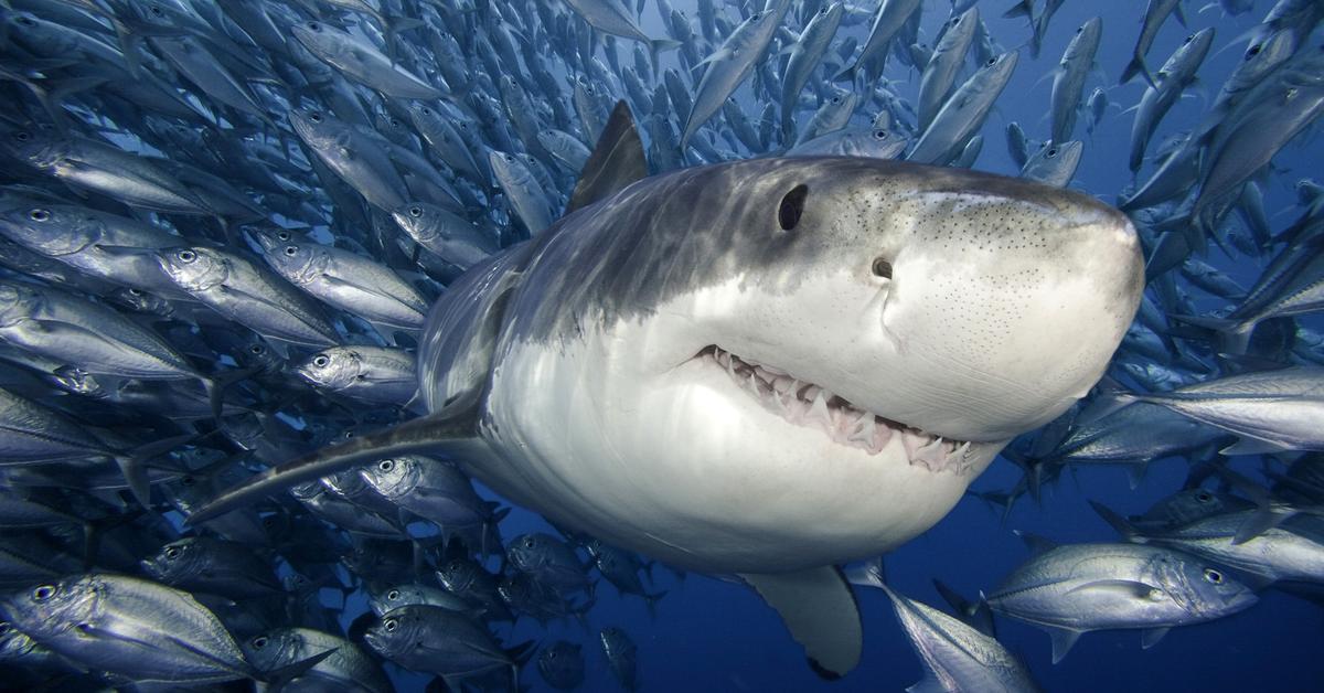 Pictures of Shark