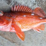 Pictures of Rockfish