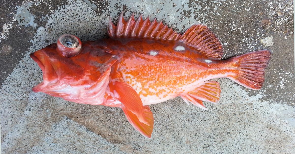 Pictures of Rockfish