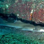 Pictures of Bamboo Shark