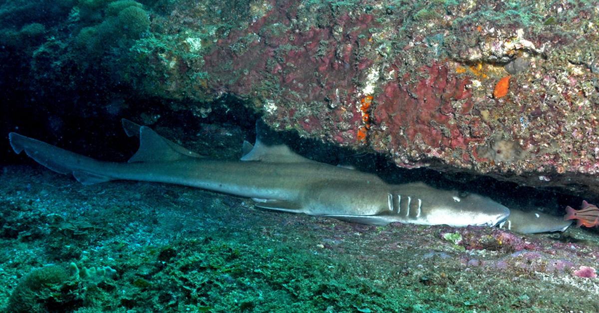 Pictures of Bamboo Shark