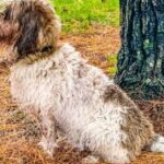 Pictures of Petit Basset Griffon Vendéen